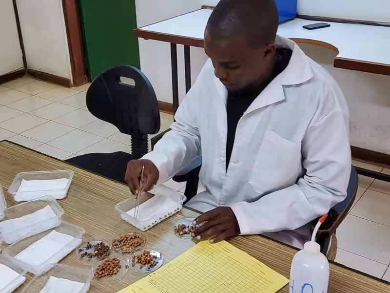 GeRRI staff conducting seed viability testing