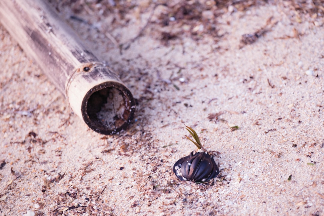 a small bug crawling on the ground next to a pipe