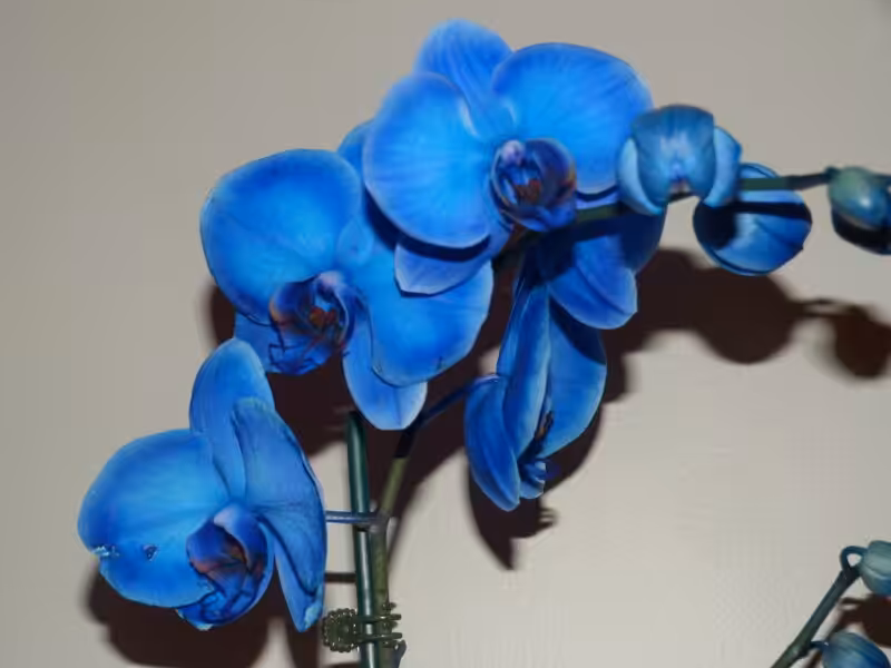 Blue Orchids
