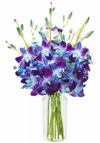 KaBloom-10 Blue Orchid Bouquet,Flowers for Valentine, Mother's Day