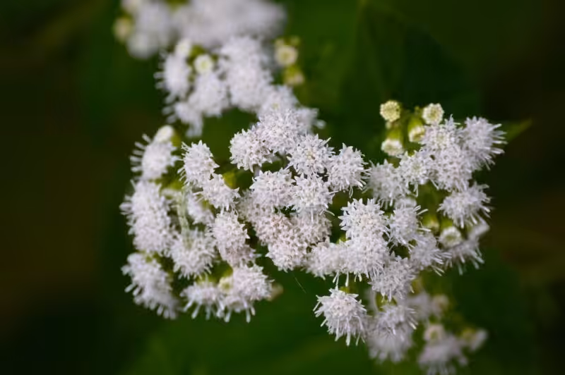 Little white flowers that look like stars