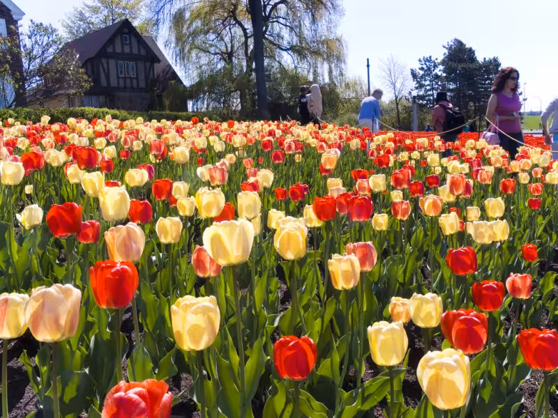 Tulip Festival, Ottawa, Canada