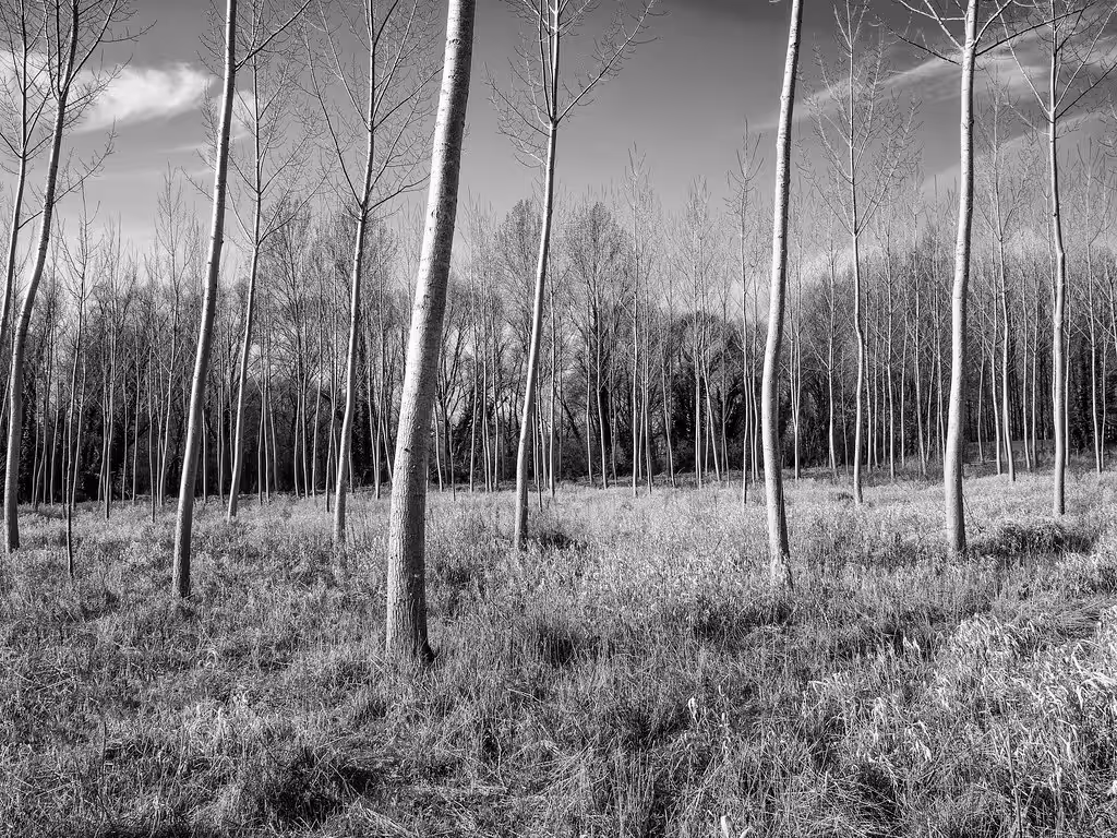 Poplar Meadow.