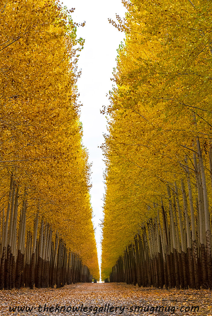 Poplar trees on a tree farm autumn