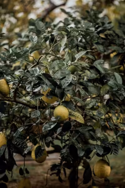 Close-up of a lemon tree with ripe lemons hanging, captured in a lush orchard.