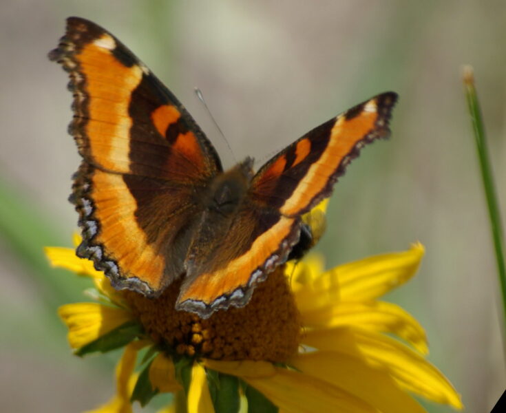 Milbert's Tortoiseshell butterfly in White Mountains, Arizona