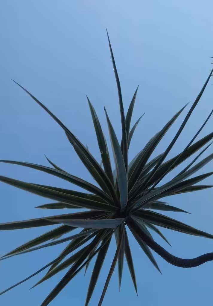 Artistic close-up of a yucca plant silhouetted against a bright blue sky.