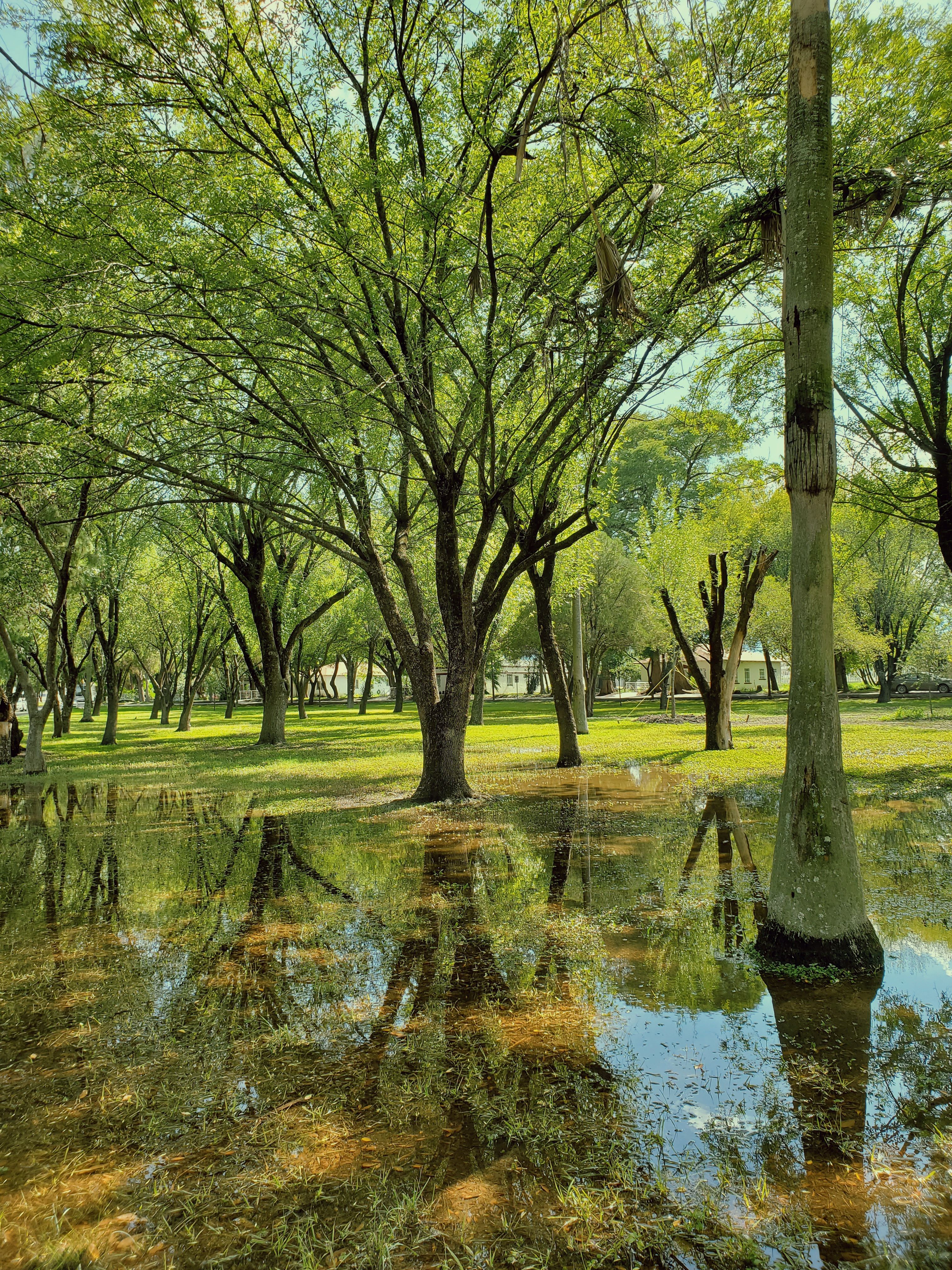 Serene park in México showcasing trees reflecting in still water.