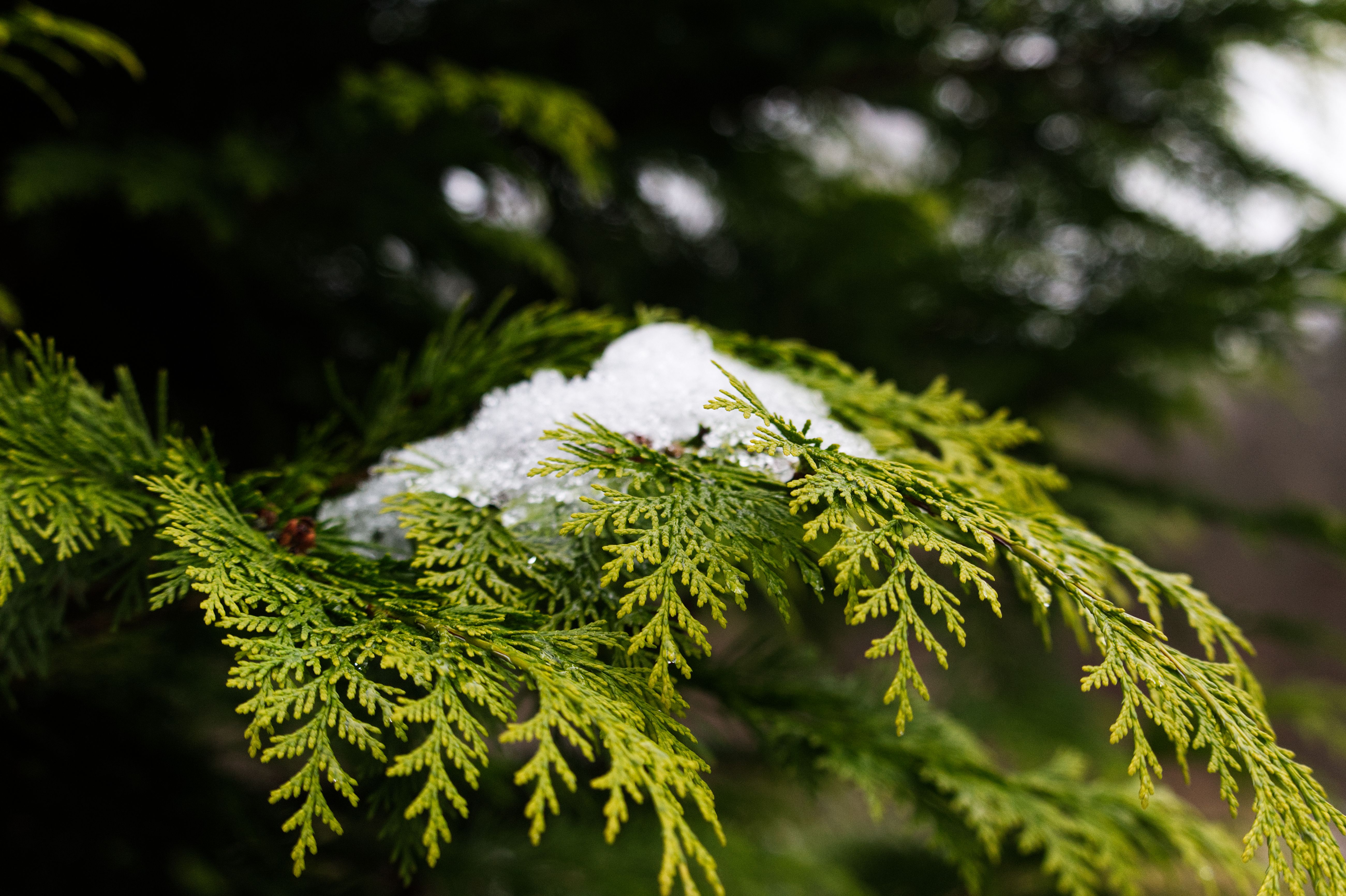 Close-up of a cedar branch with a touch of snow against a blurred natural background.