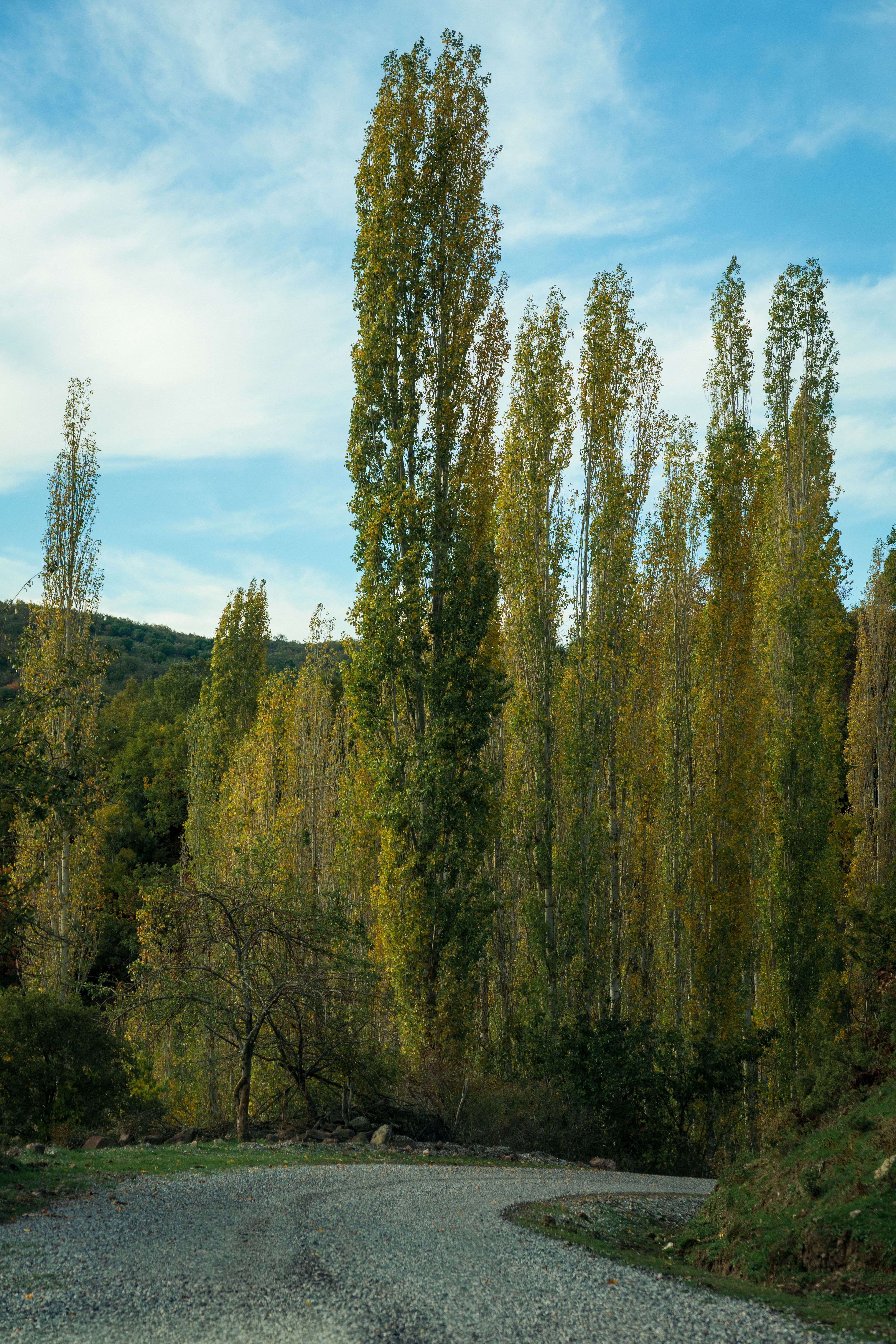 A peaceful gravel path winds through a dense poplar tree forest under a clear sky.