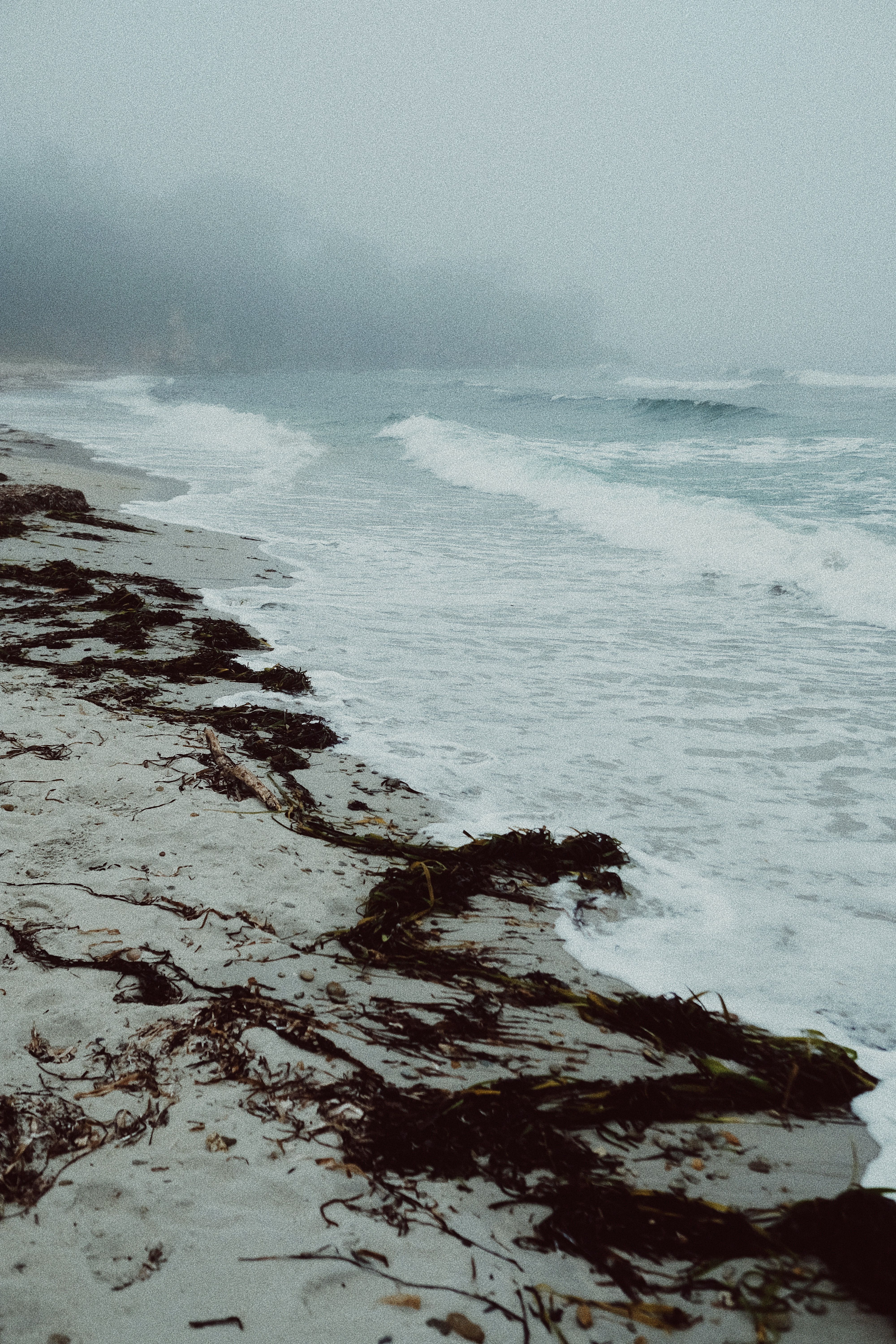 Moody seashore in misty weather with seaweed and crashing waves.