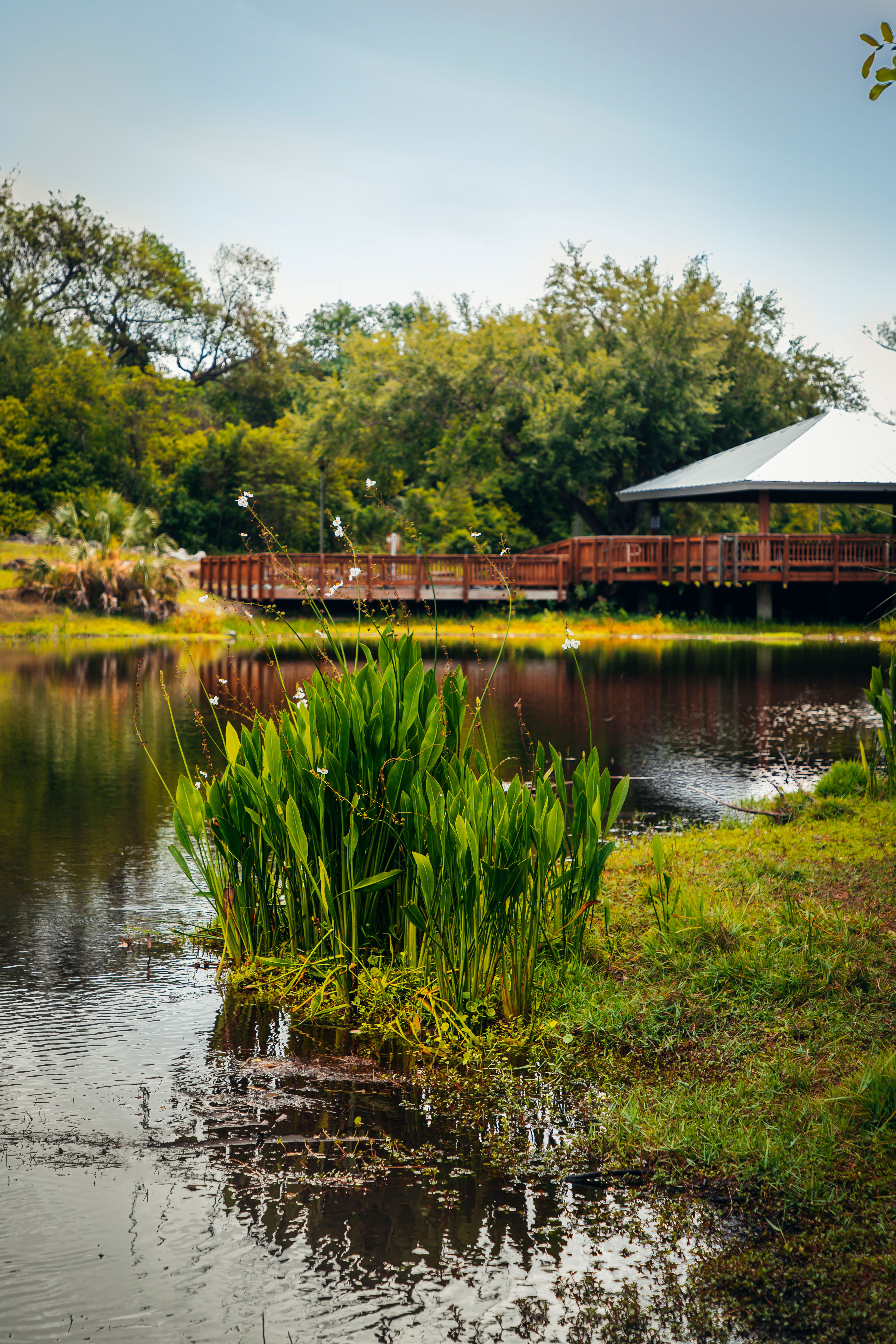 Tranquil scene of a lakeside with lush greenery and a wooden deck overlooking the water reflection.