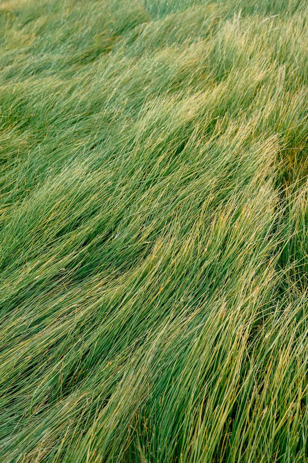 Green grass