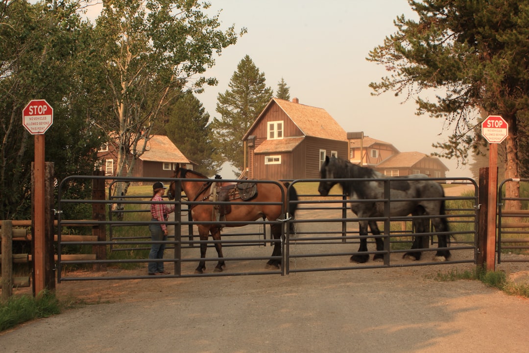 A cowgirl takes horses to the pasture for the night in Harriman State Park, Idaho, July 26, 2024.