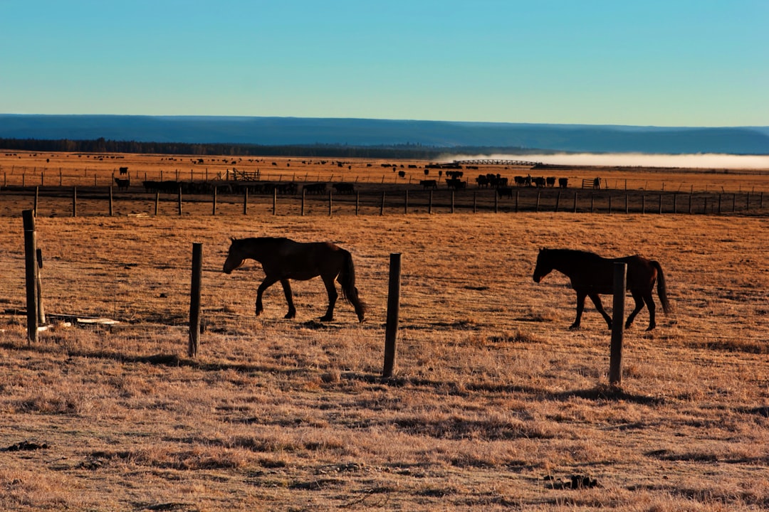 Horses in the early morning in Harriman State Park, Island Park, Idaho.