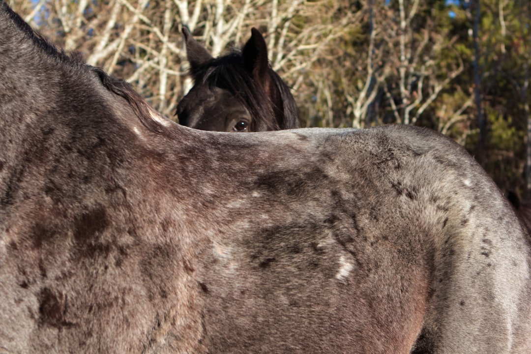 Dry Ridge Outfitters Horses walk by on their way to the pasture for the night in Harriman State Park, Island Park, Idaho, October, 2024.