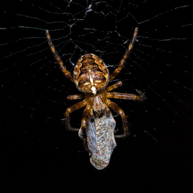 A broader context showing nature, where black widow spiders commonly reside.