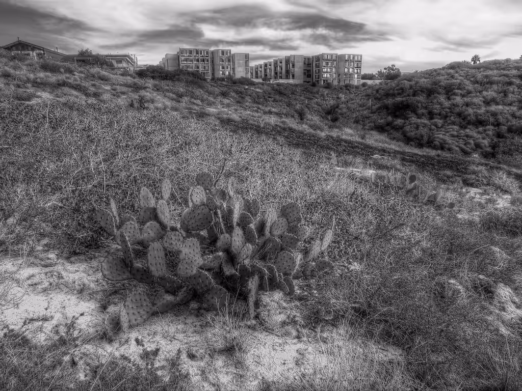 Landscape view of the Salk Institute with an emphasis on its ecological surroundings.