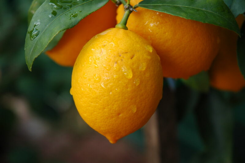 Lemon