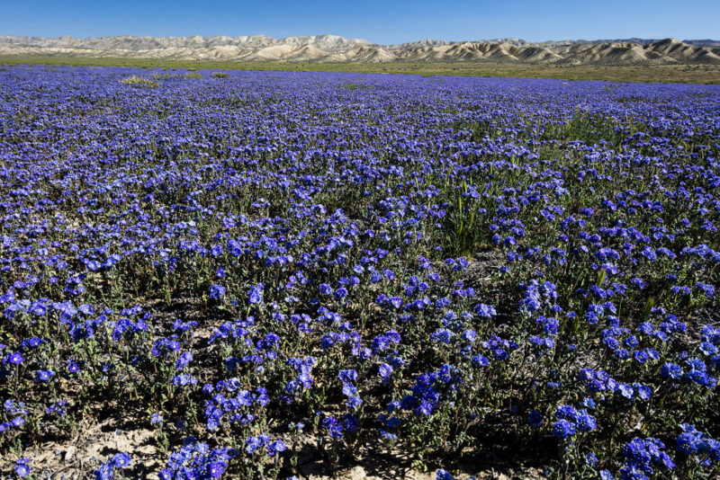 Carrizo Plain National Monument