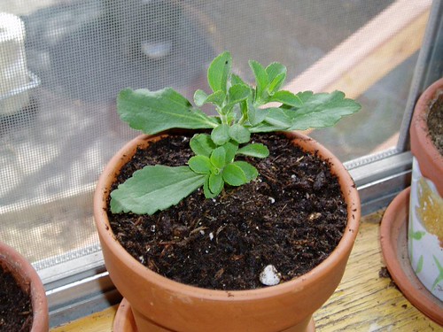 Baby Stevia Plant