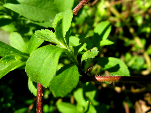 Stevia plant, Thekkady, Kerala, India