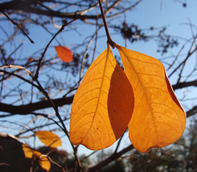 Crepe myrtle leaves, in morning sunlight