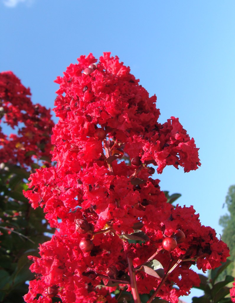 Crepe Myrtle flowers, magenta, unretouched color