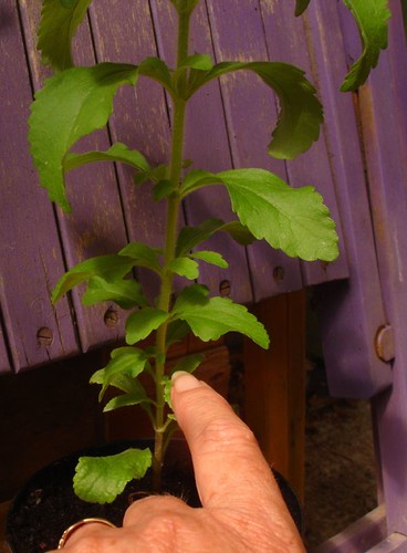 This rooted Stevia plant needs to be pinched out here