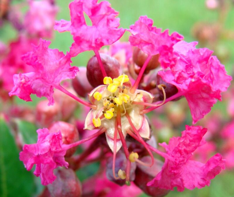 Crepe myrtle flower structure