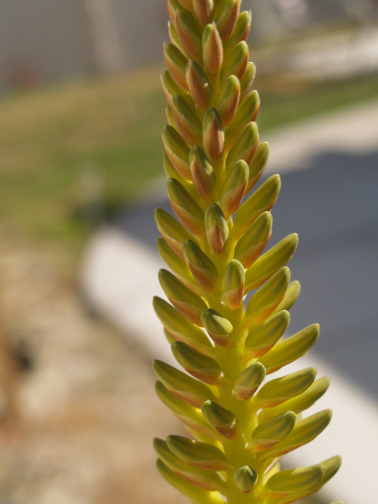 Aloe Vera flower buds