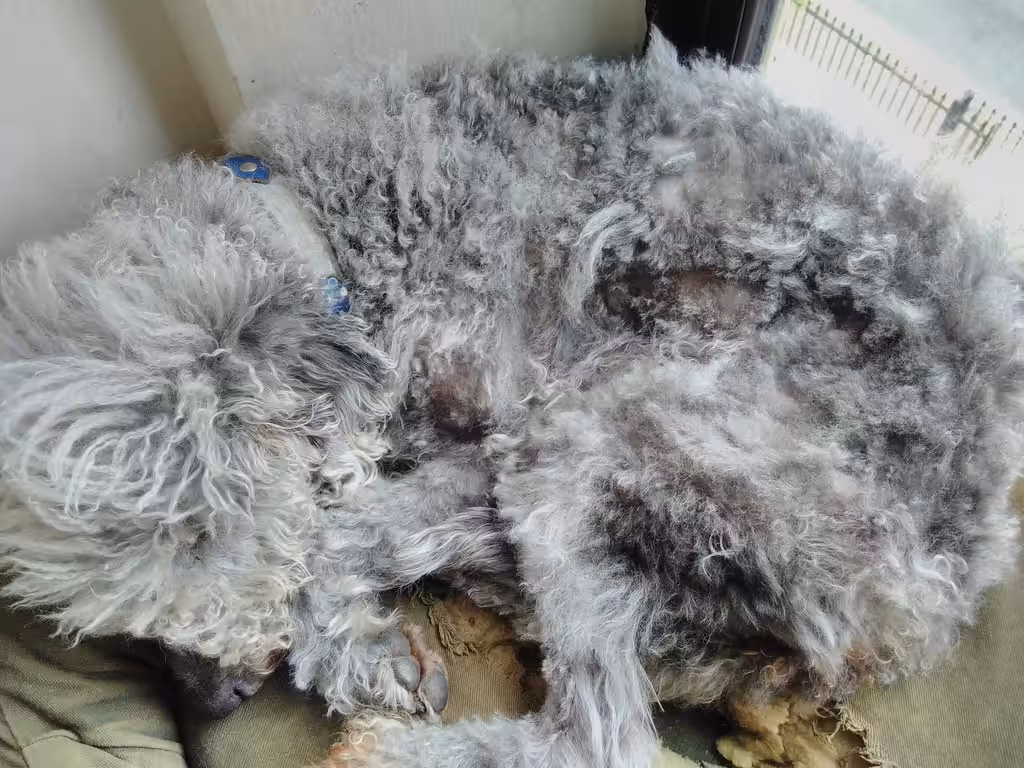 Quarantine dog shearing