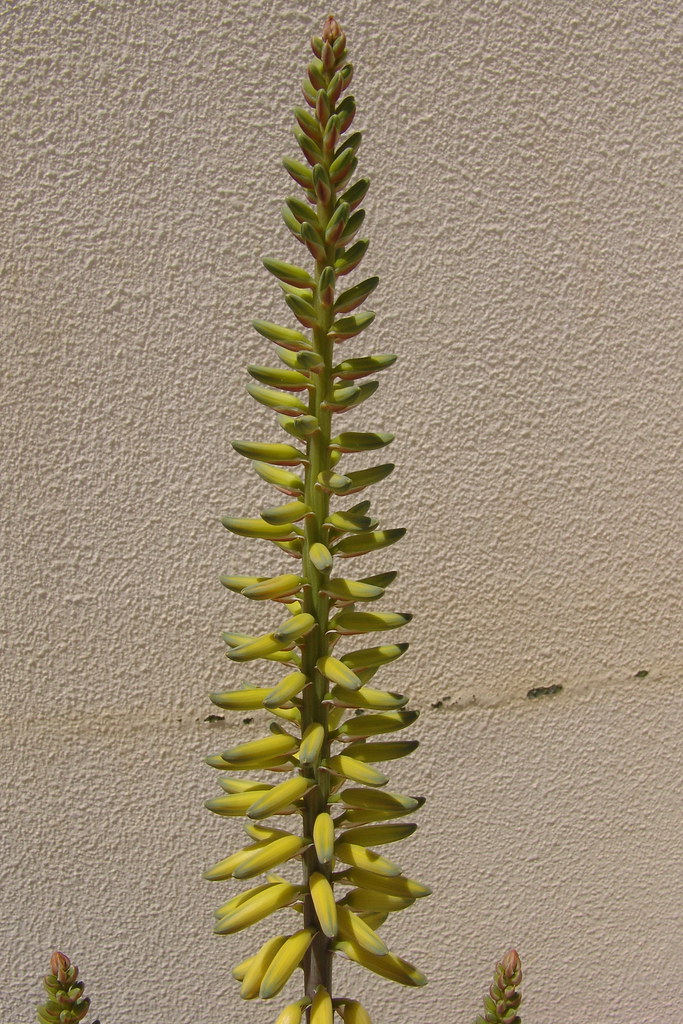 Aloe vera Flower