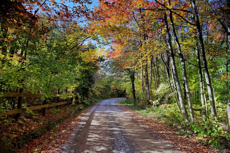 Autumn trees country road fence