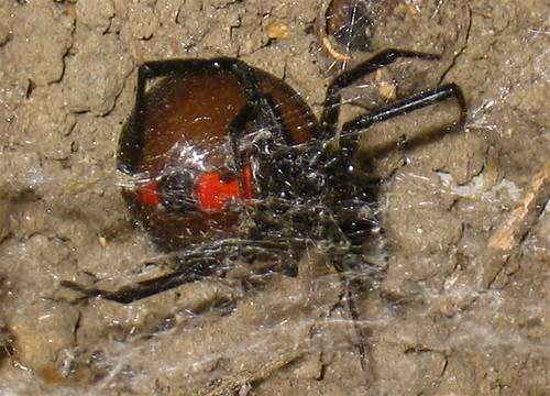 An exaggerated depiction of a black widow spider attack, portraying its dangerous nature.