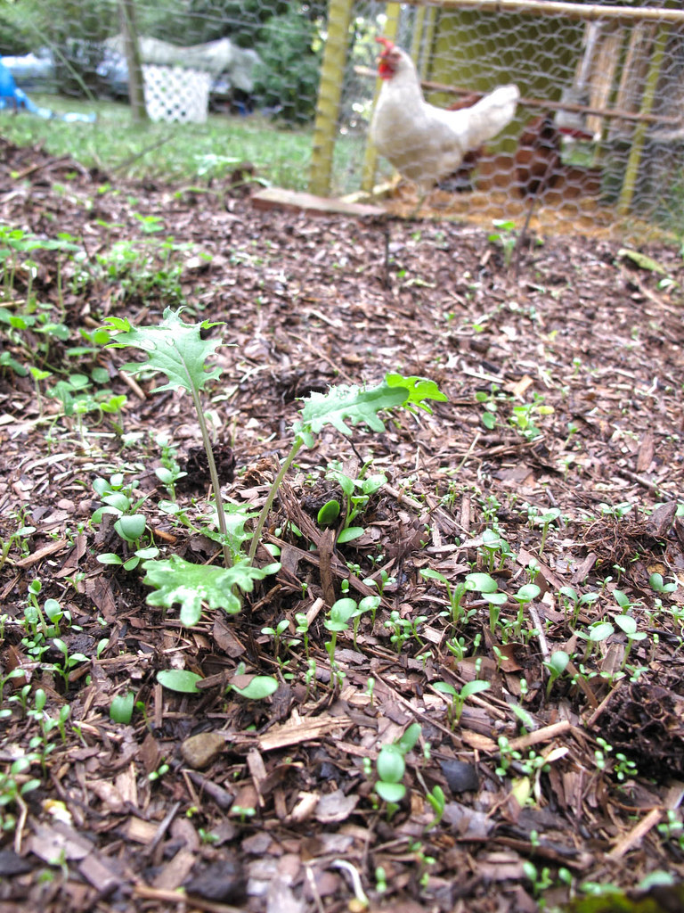 Kale seedling surrounded by white clover sprouts