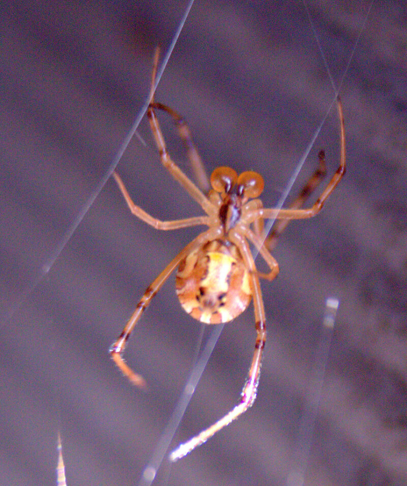 A male black widow spider, distinctively different from its female counterpart.