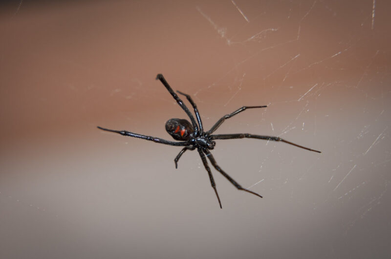 A black widow spider posed for a close-up, displaying its red hourglass marking.