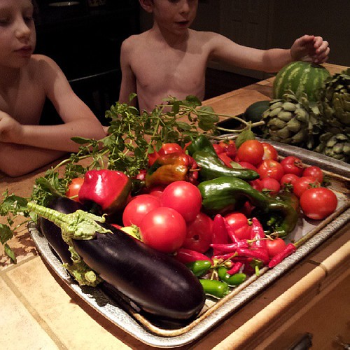 Harvest tray #1: Eggplants, jalapenos, Anaheim peppers, tomatoes, basil.