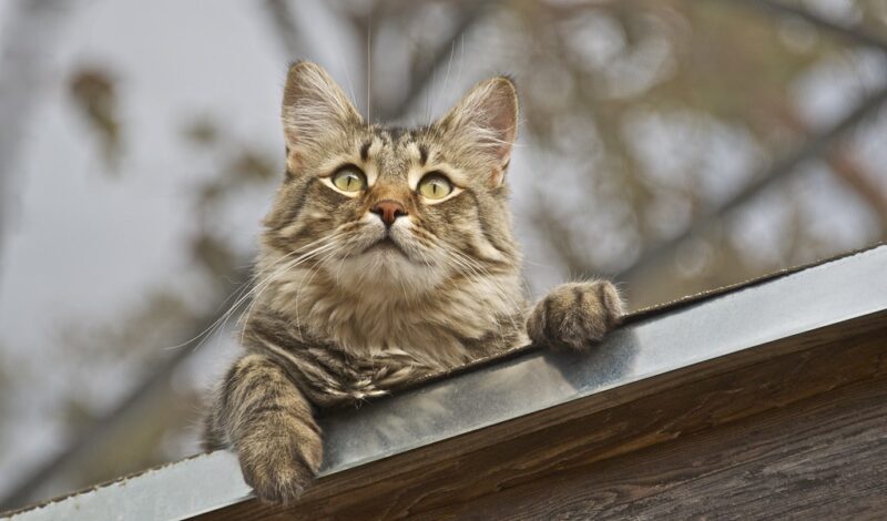 A cat resting atop a warm roof, reflecting the comfort of well-maintained roofing.