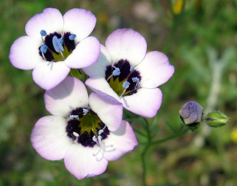 A trio of little white flowers in a natural setting