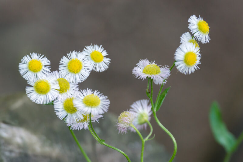 Little White Flowers in a garden setting