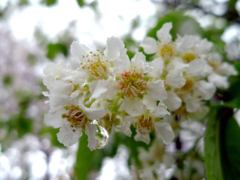 Little white flowers in the rain