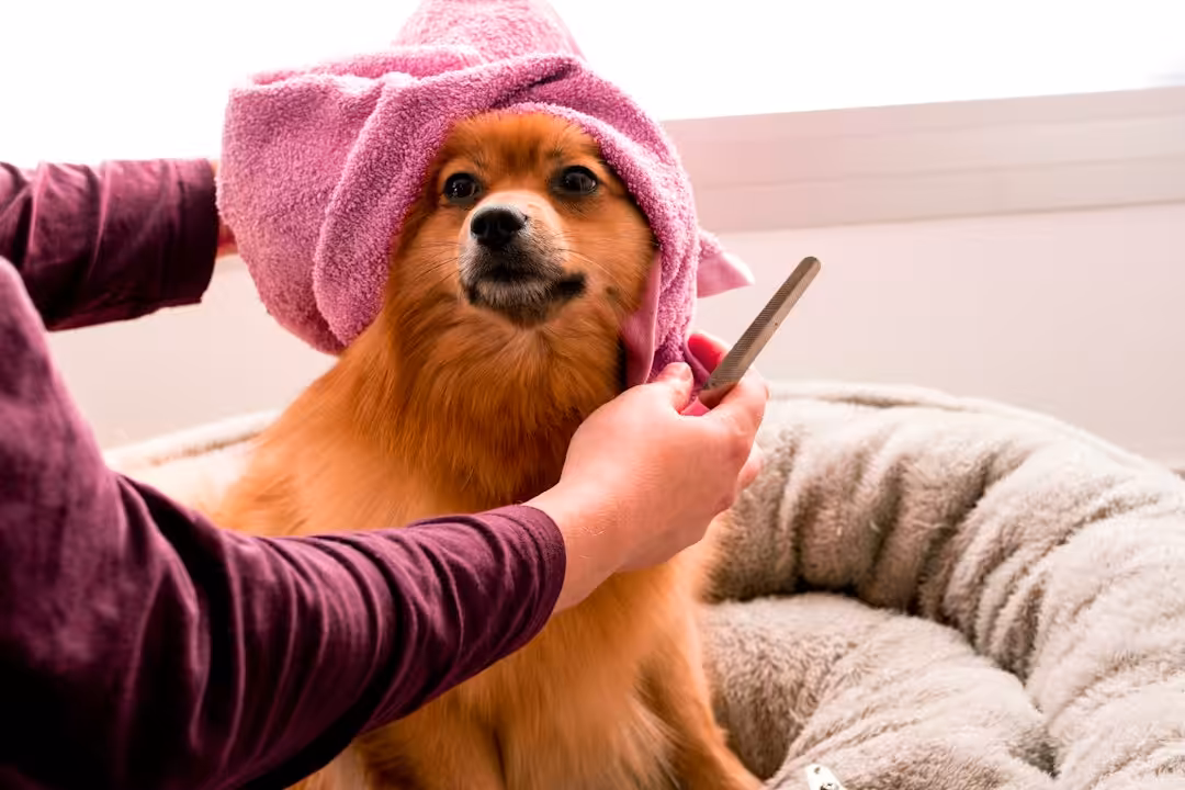 Best Dog Clippers For Doodles Top Picks