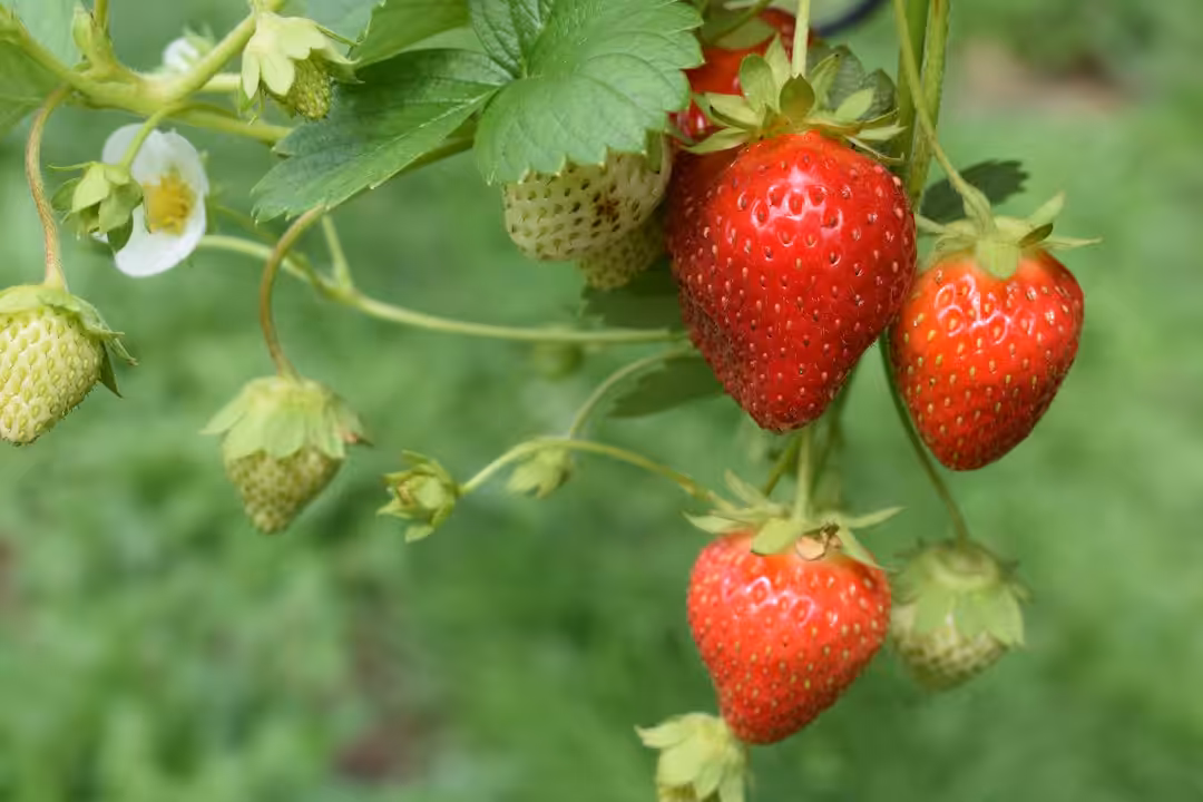 Strawberry Plants