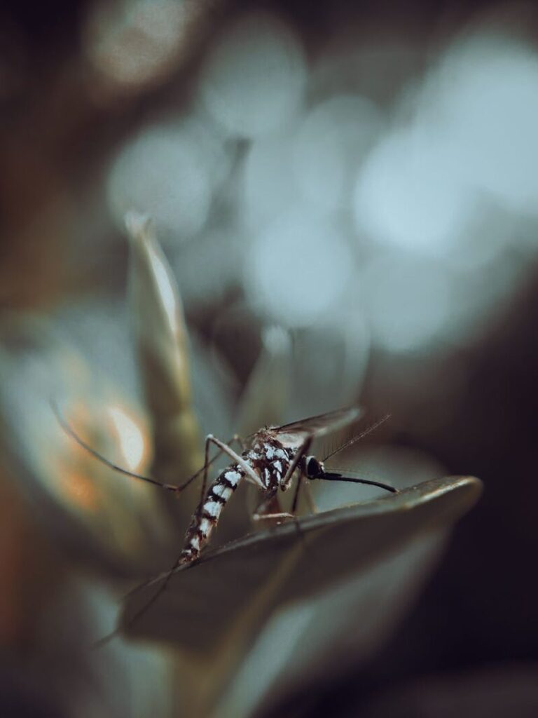 Close-up of a mosquito perched on a leaf with blurred background in Barcelona, Spain.