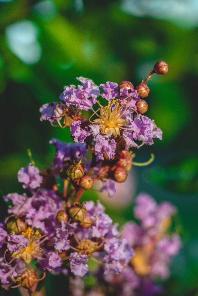 Vibrant close-up of crepe myrtle flowers with selective focus and blurred background.