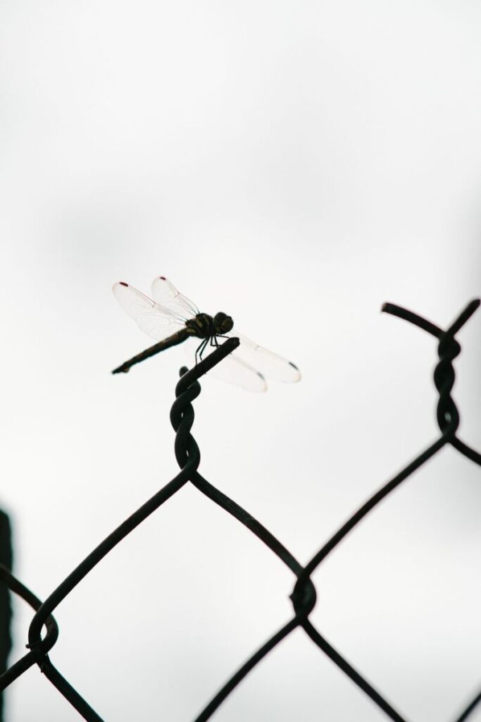 Close-up of a dragonfly perched on a chain link fence.