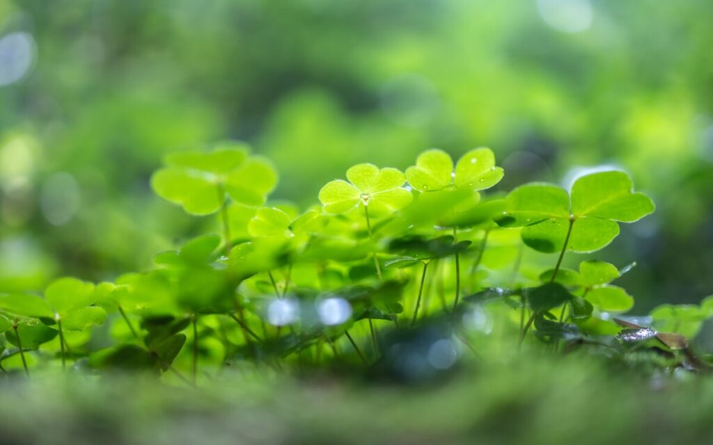 Vivid close-up of dewy green clover leaves basking in natural sunlight, showcasing nature