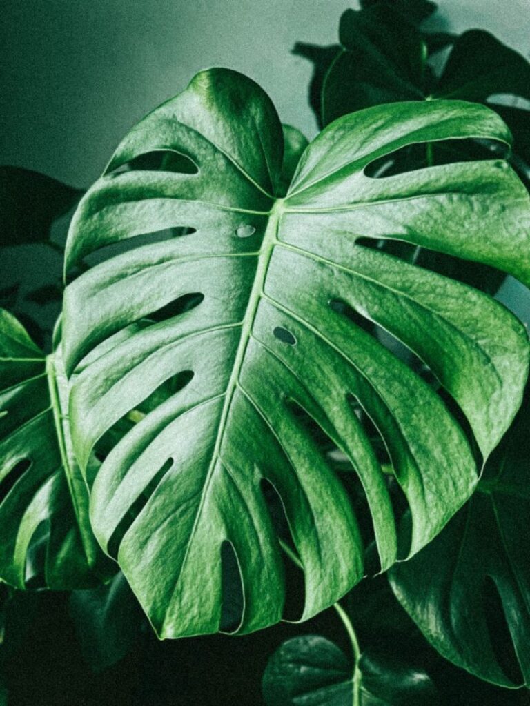 Vibrant monstera leaf in a detailed close-up, showcasing rich green foliage.